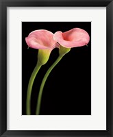 Framed Pink Calla Lilies