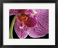 Framed Purple Orchid 2
