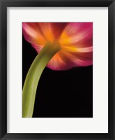 Framed Glowing Tulip