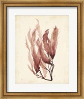Framed Watercolor Sea Grass IV