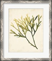 Framed Watercolor Sea Grass V