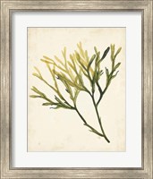 Framed Watercolor Sea Grass V