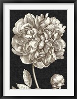 Framed Dramatic Peony I