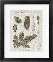 Framed Woodland Chart IV