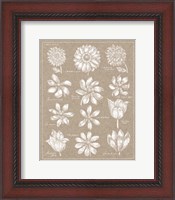 Framed Anemone Plate II