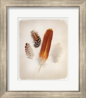 Framed Feather Group I