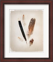 Framed Feather Group II
