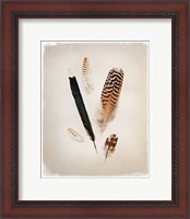 Framed Feather Group II