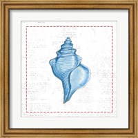 Framed Navy Conch Shell on Newsprint with Red