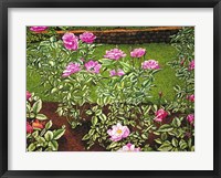 Framed Rose Garden