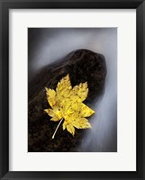 Framed Maple Leaf Stranded