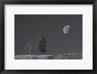 Framed Moon Trees Hill
