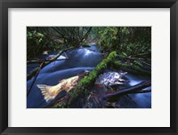 Framed Salmon Trapped