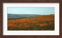 Framed Californian Poppy Field