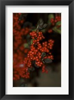 Framed Festive Red Berries