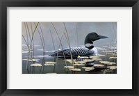 Framed Loon In Reeds