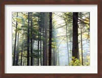 Framed Shrouded Forest II