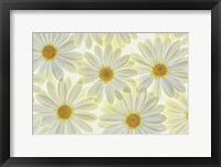 Framed Daisy Flowers