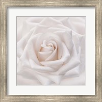 Framed Soft White Rose