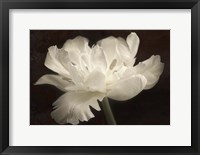 Framed White Tulip II