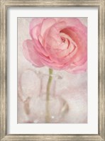 Framed Single Rose Pink Flower