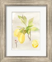 Framed Watercolor Fruit II