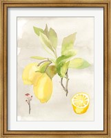 Framed Watercolor Fruit II
