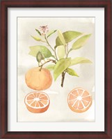 Framed Watercolor Fruit V