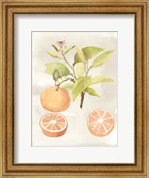 Framed Watercolor Fruit V