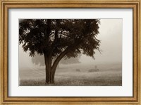 Framed Calm Mist no Limb