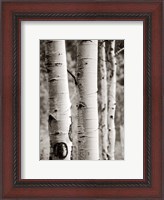 Framed Aspens I