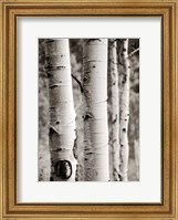 Framed Aspens I