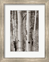 Framed Aspens II