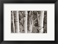 Framed Aspens  IV