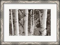 Framed Aspens  IV