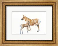 Framed Horse and Colt