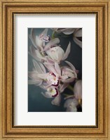 Framed Dark Orchid I
