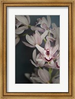 Framed Dark Orchid II