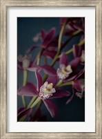 Framed Dark Orchid III