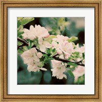 Framed Apple Blossoms I