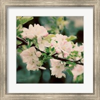 Framed Apple Blossoms I