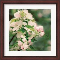 Framed Apple Blossoms II