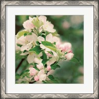 Framed Apple Blossoms II