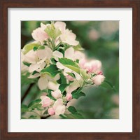 Framed Apple Blossoms II