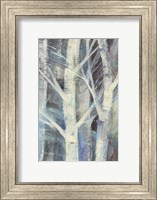Framed Winter Birches II