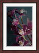 Framed Dark Orchid IV