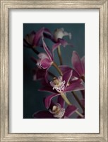 Framed Dark Orchid IV