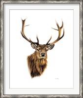 Framed Stag White Background