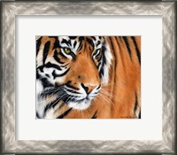 Framed Tiger Crop