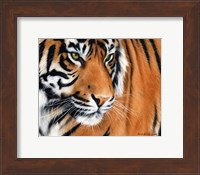 Framed Tiger Crop